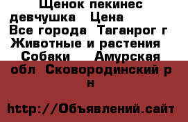 Щенок пекинес девчушка › Цена ­ 2 500 - Все города, Таганрог г. Животные и растения » Собаки   . Амурская обл.,Сковородинский р-н